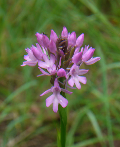 Orchidee della pineta di San Vitale