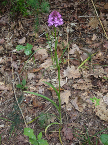 Orchidee della pineta di San Vitale