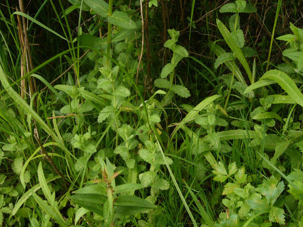 Teucrium scordium / Camedrio scordio