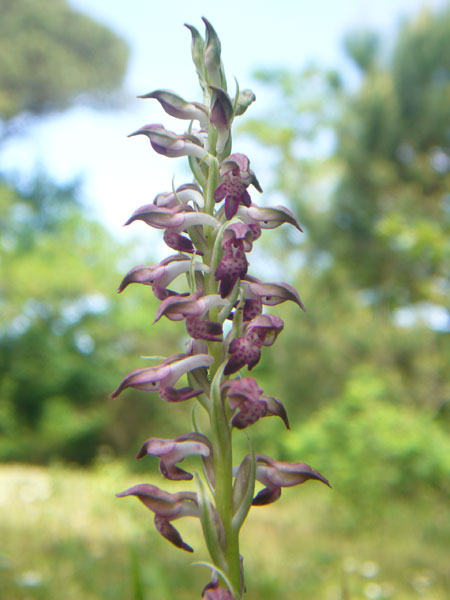 Orchidee della pineta di San Vitale