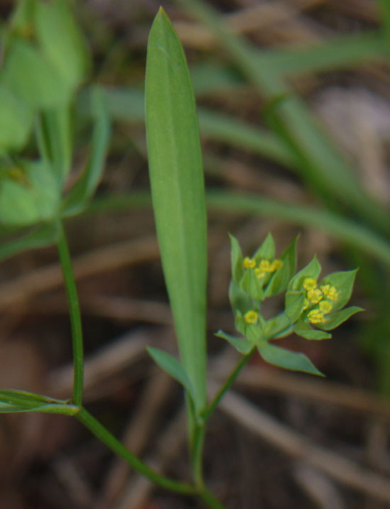 Bupleurum baldense / Bupleuro baldense