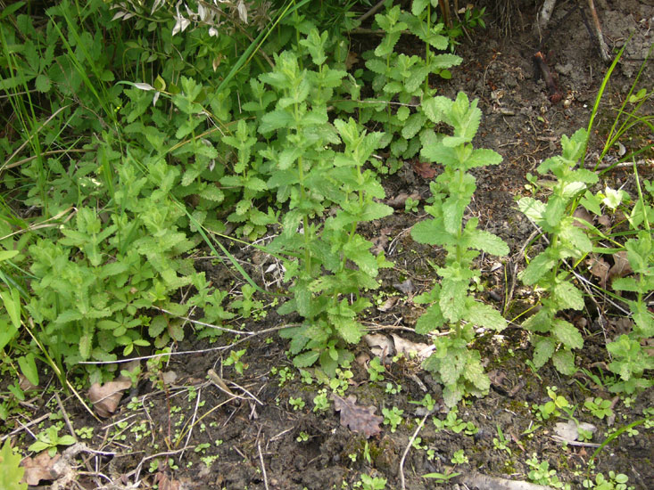 Teucrium scordium / Camedrio scordio