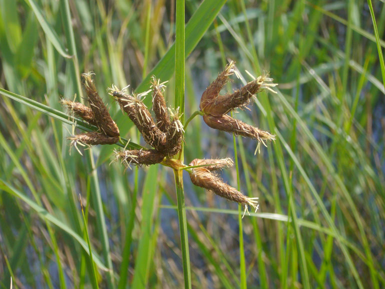 Bolboschoenus maritimus / Lisca marittima