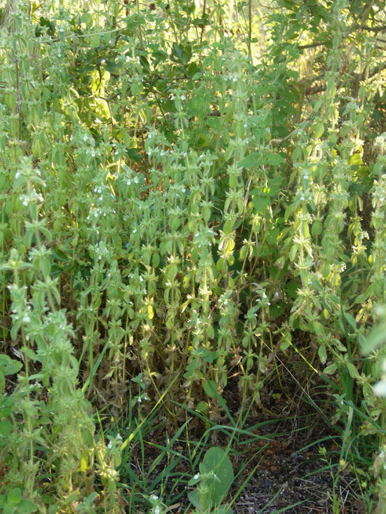 Stachys romana (=Sideritis romana) / Stregonia comune