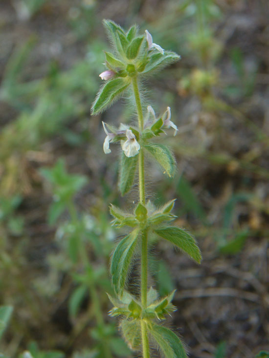 Stachys romana (=Sideritis romana) / Stregonia comune