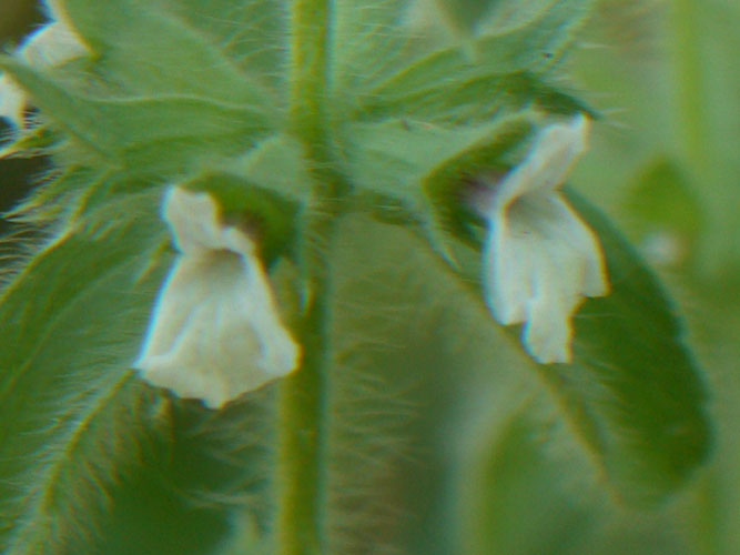 Stachys romana (=Sideritis romana) / Stregonia comune