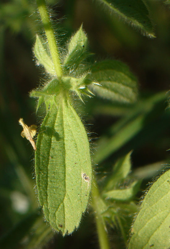 Stachys romana (=Sideritis romana) / Stregonia comune