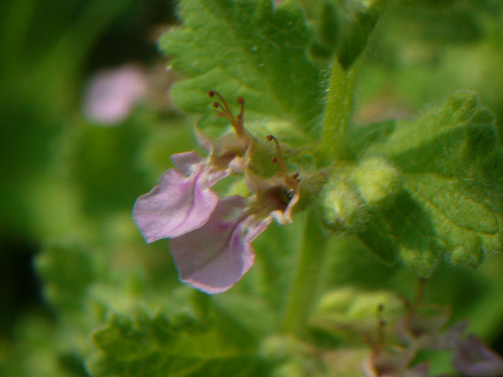 Teucrium scordium / Camedrio scordio