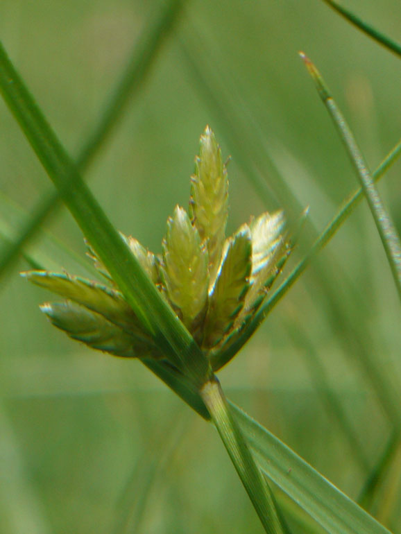 Cyperus fuscus / Zigolo nero