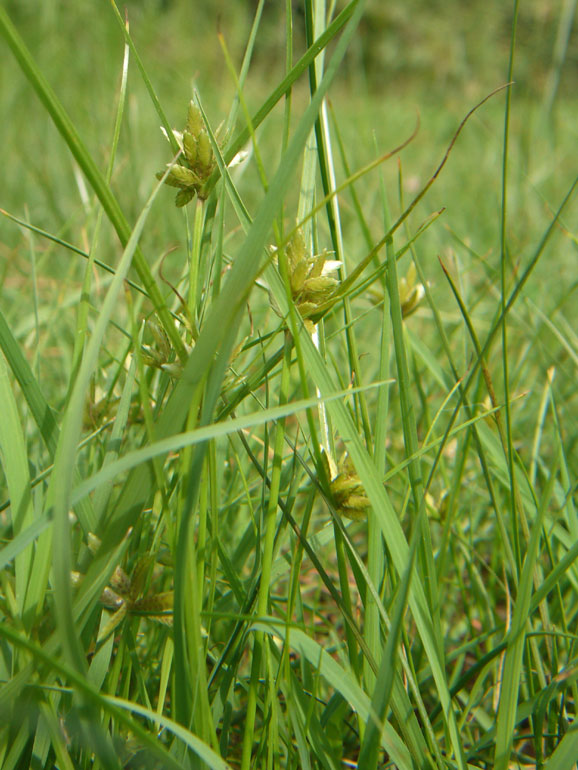 Cyperus fuscus / Zigolo nero