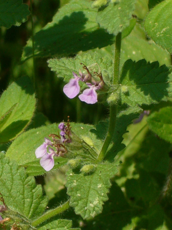 Teucrium scordium / Camedrio scordio