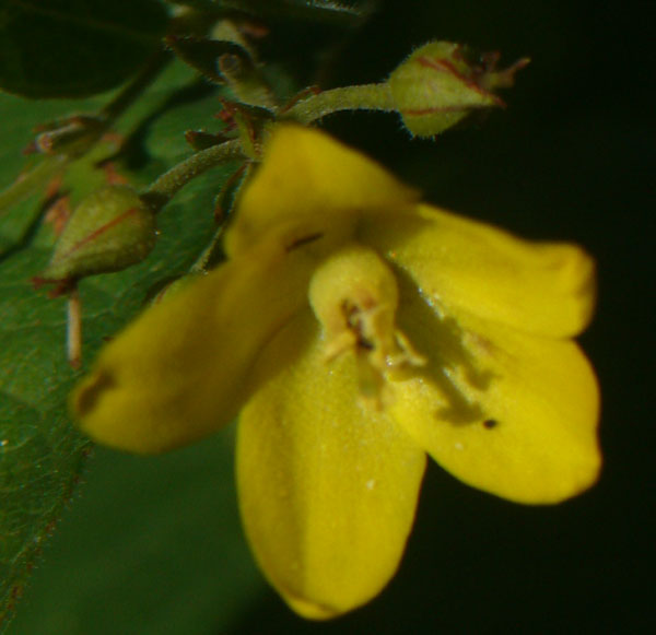 Lysimachia vulgaris / Mazza d''oro comune