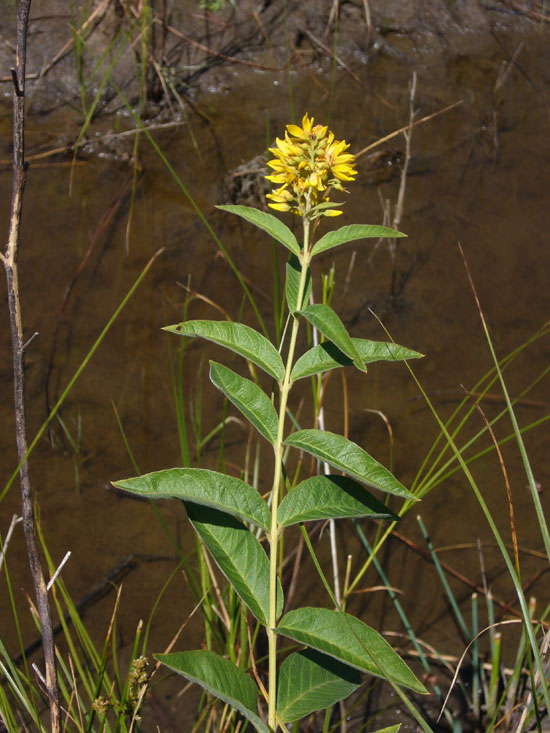 Lysimachia vulgaris / Mazza d''oro comune