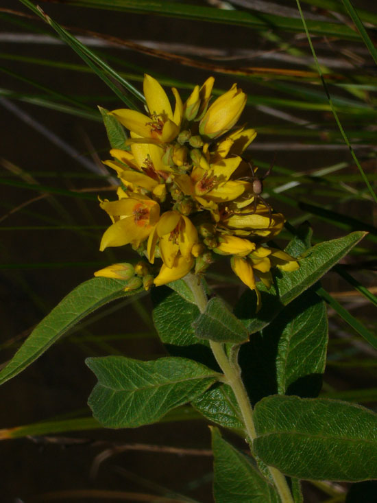 Lysimachia vulgaris / Mazza d''oro comune