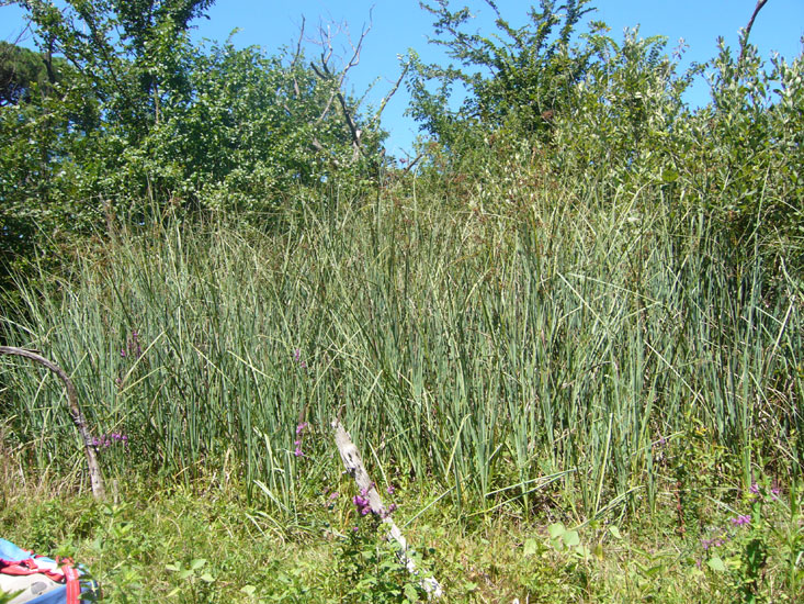 Cladium mariscus