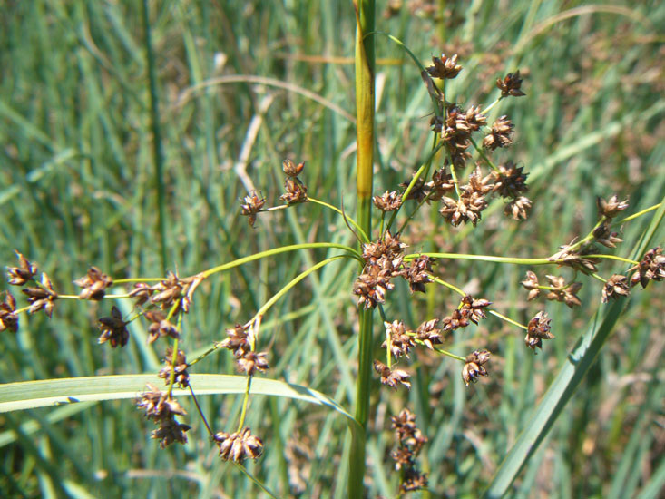 Cladium mariscus