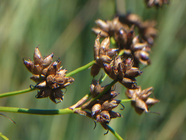 Cladium mariscus