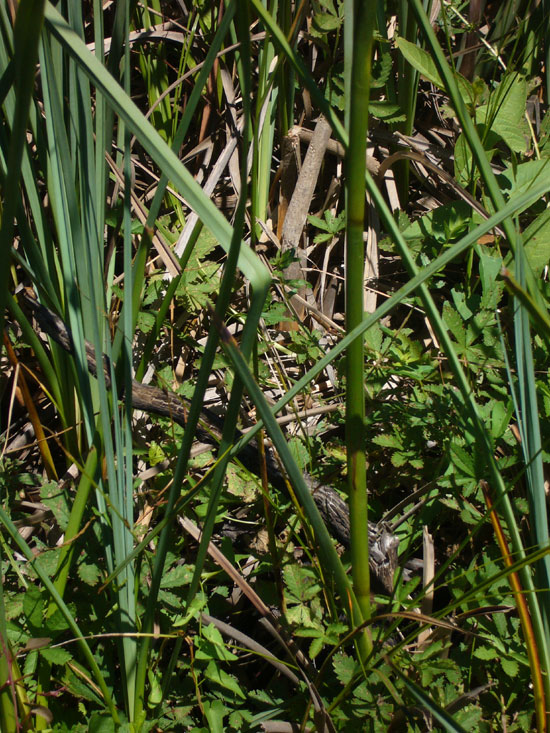 Cladium mariscus