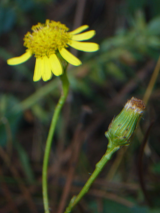 informazioni su Senecio inaequidens