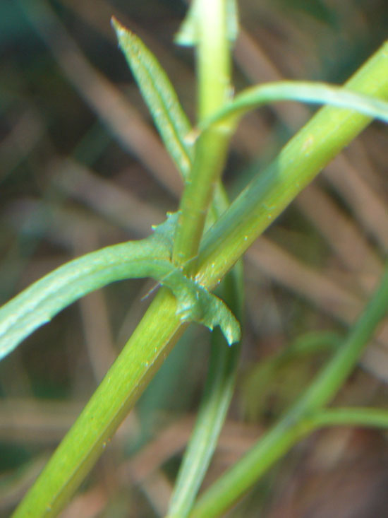 informazioni su Senecio inaequidens