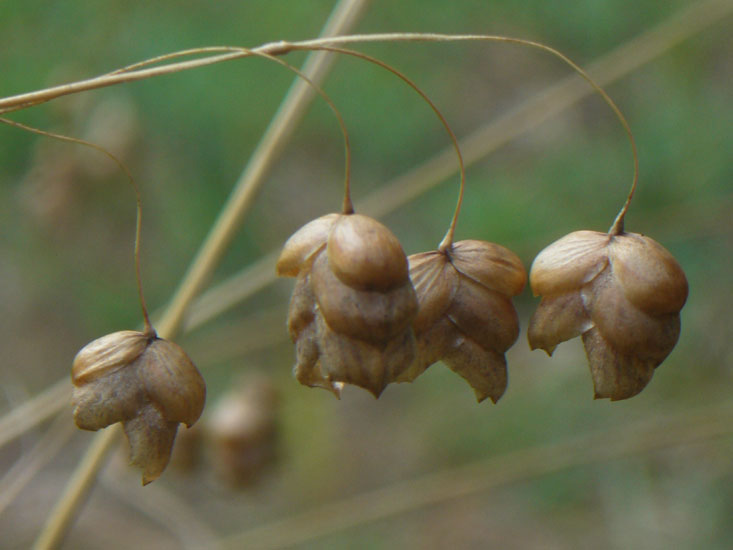 Briza maxima / Sonaglini maggiori