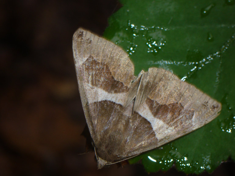 Geometride? No Noctuide : Dysgonia algira