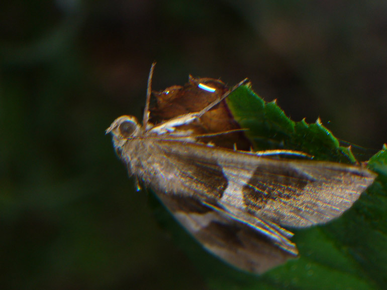 Geometride? No Noctuide : Dysgonia algira