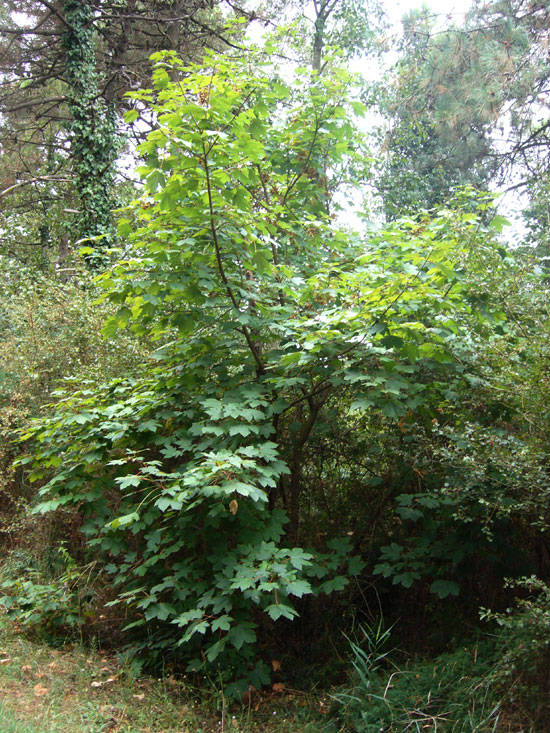 Acer pseudoplatanus / Acero di Monte