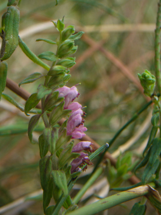 Odontites (=rubra) vulgaris / Perlina rossa