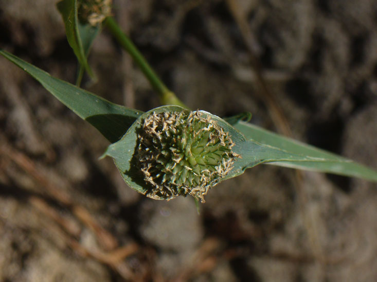 Crypsis aculeata / Brignolo spinoso