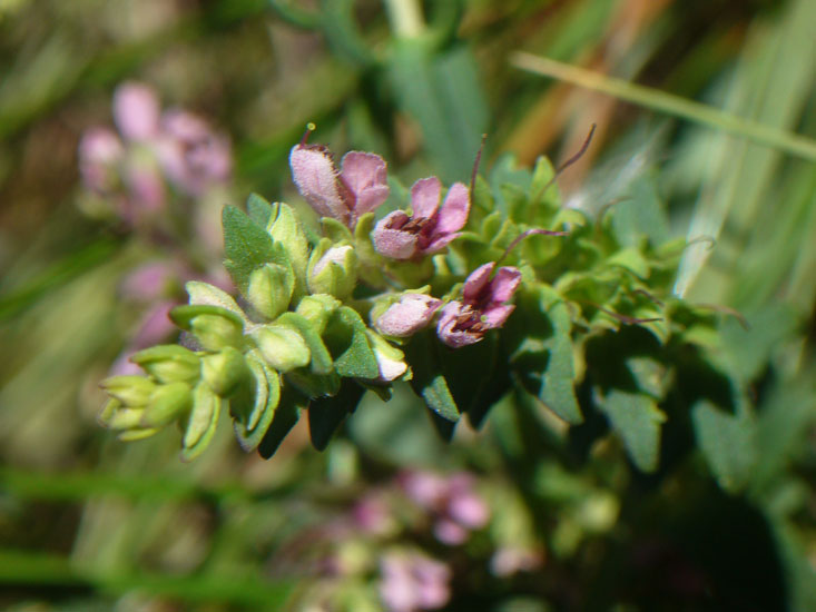 Odontites (=rubra) vulgaris / Perlina rossa