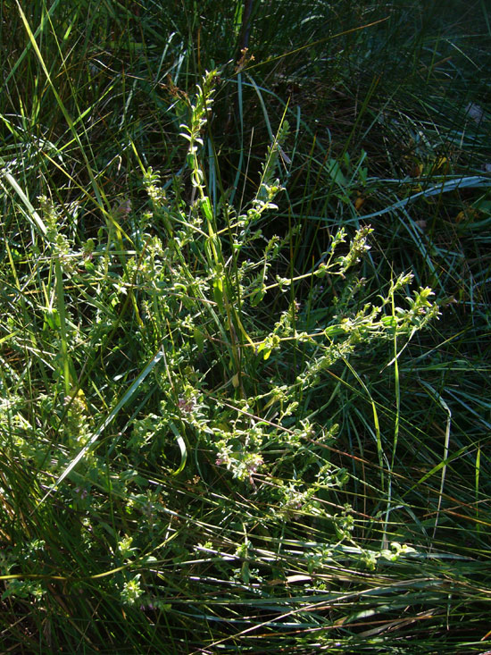 Odontites (=rubra) vulgaris / Perlina rossa