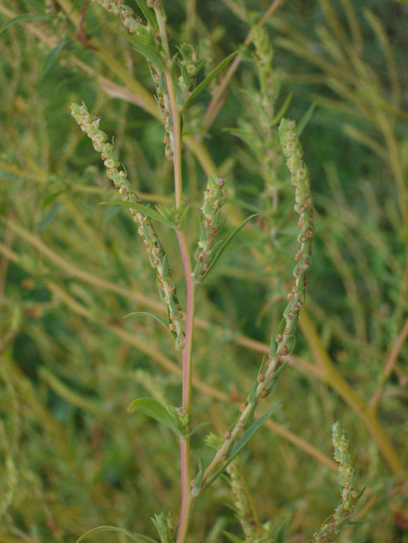 Bassia scoparia (=Kochia scoparia( / Granata comune