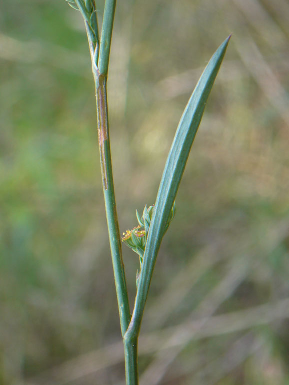 Bupleurum tenuissimum / Bupleuro grappoloso