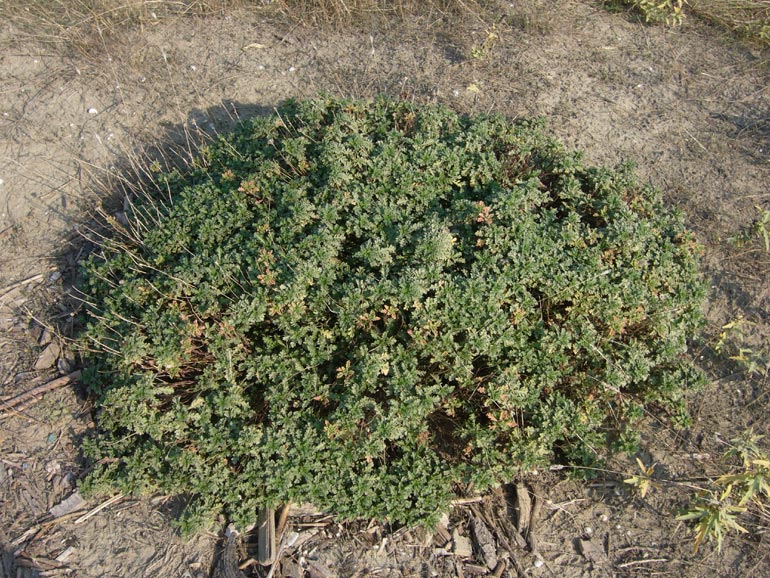 Anthemis maritima / Camomilla marina