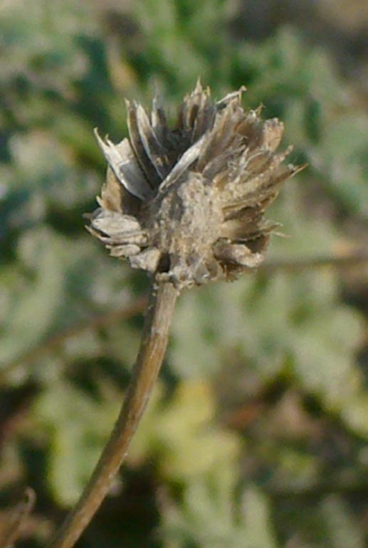 Anthemis maritima / Camomilla marina