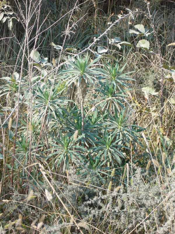 Euphorbia characias / Euforbia cespugliosa