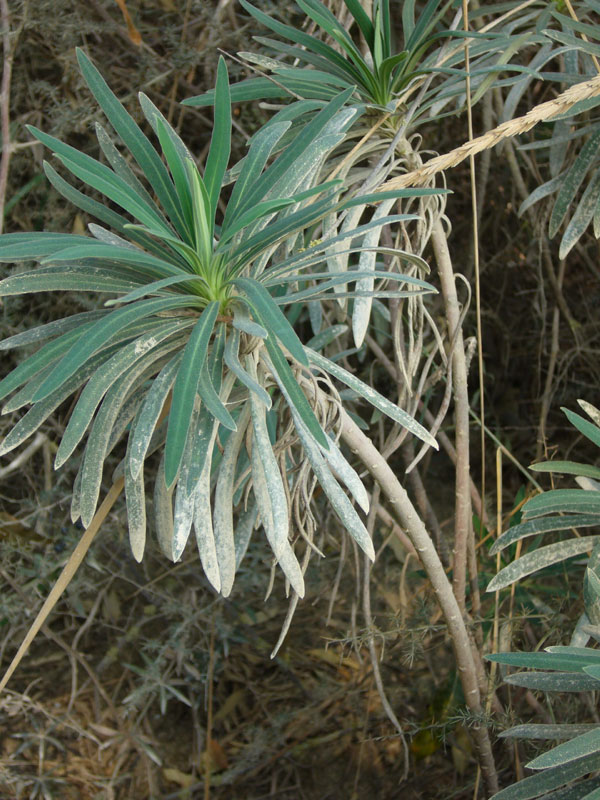 Euphorbia characias / Euforbia cespugliosa