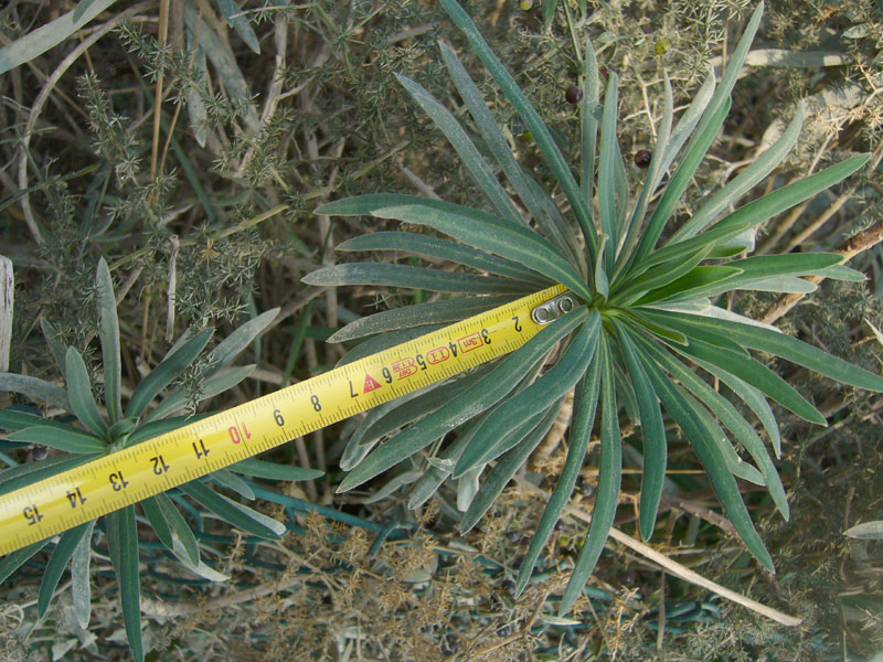 Euphorbia characias / Euforbia cespugliosa