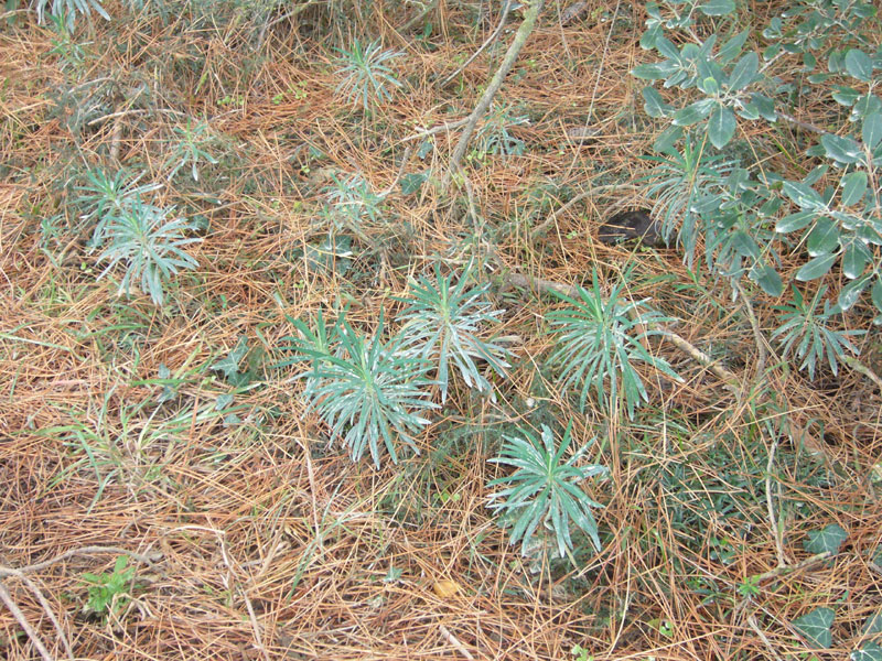 Euphorbia characias / Euforbia cespugliosa