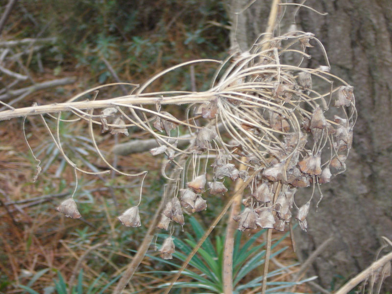 Euphorbia characias / Euforbia cespugliosa