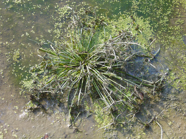 Cyperus fuscus / Zigolo nero