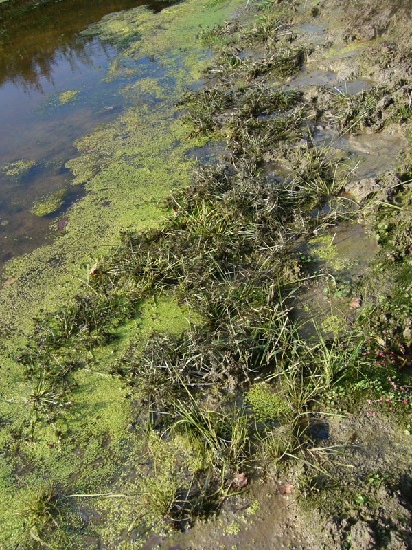 Azolla filiculoides / Azolla maggiore