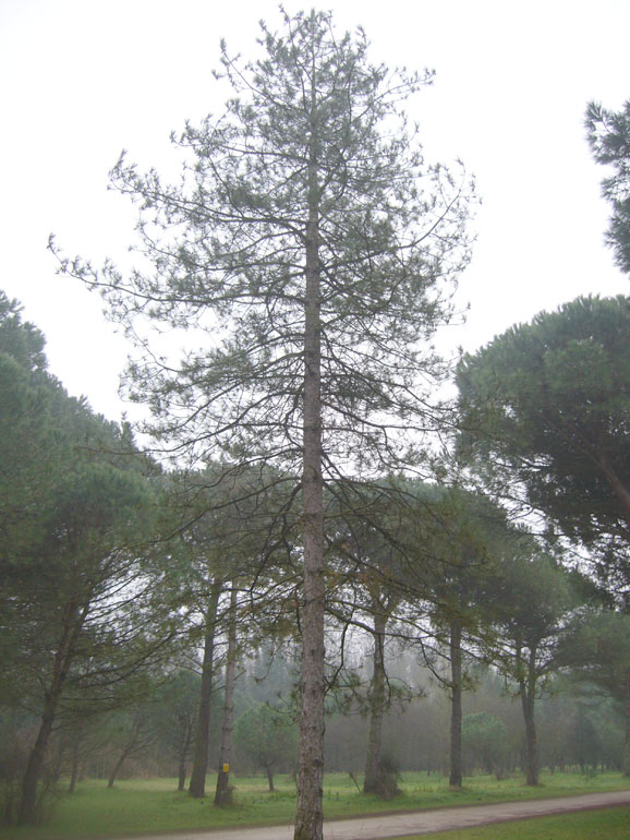 Tabella sperimentale  genere Pinus