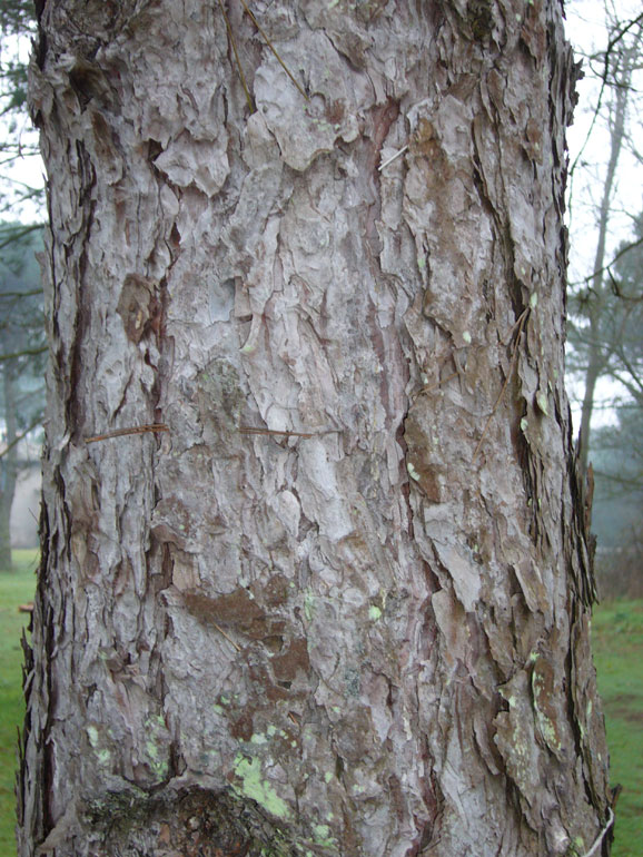 Tabella sperimentale  genere Pinus