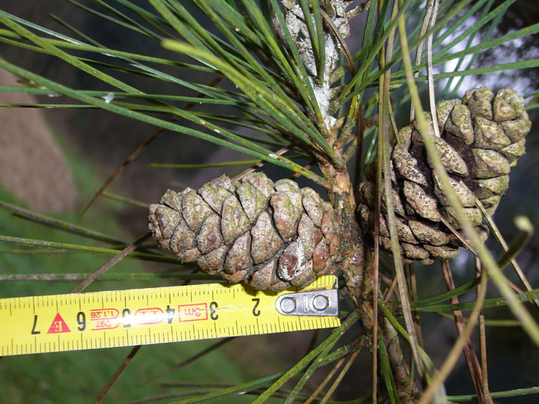 Tabella sperimentale  genere Pinus