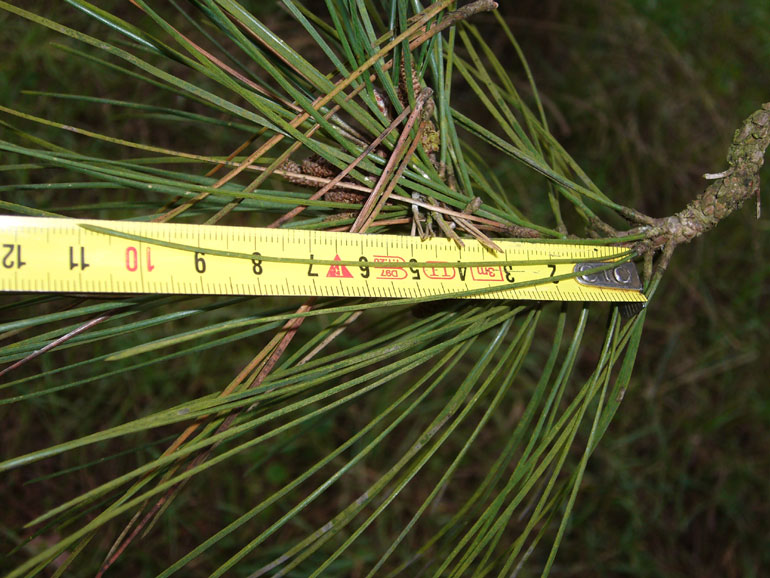 Tabella sperimentale  genere Pinus