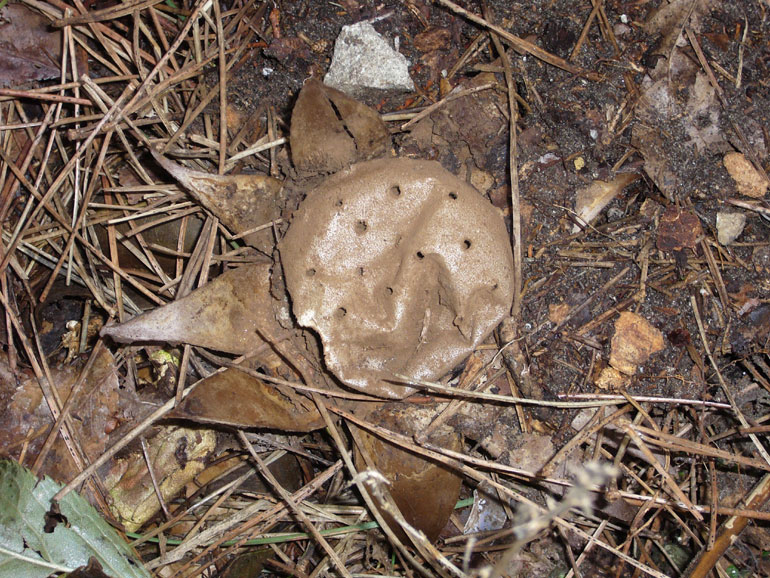 Astreus? (Myriostoma coliforme)