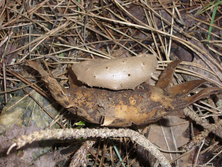 Astreus? (Myriostoma coliforme)