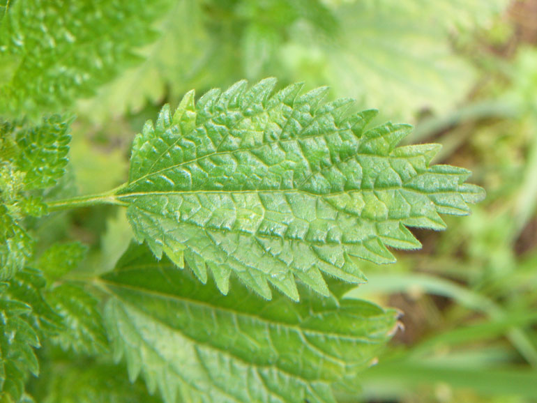 Urtica urens / Ortica minore